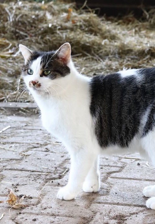 Katze vor der Heulage