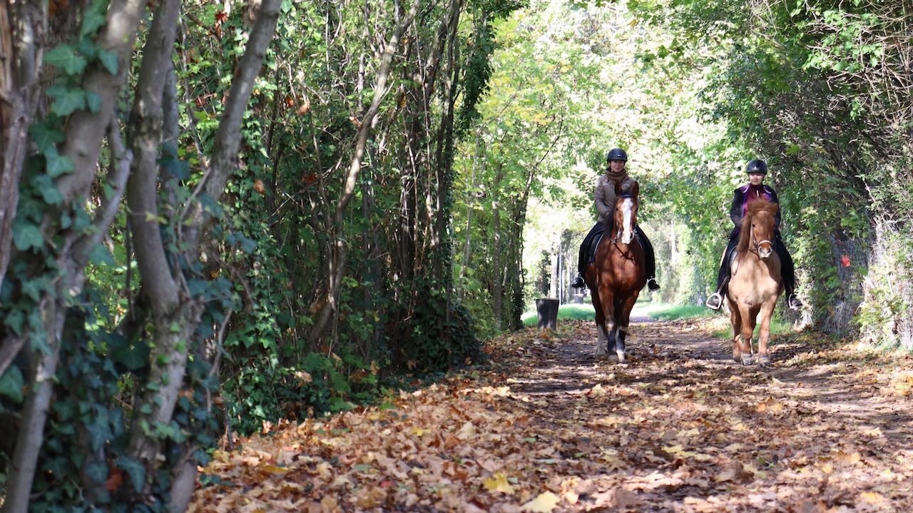 Gemeinsamer Ausritt im Wald