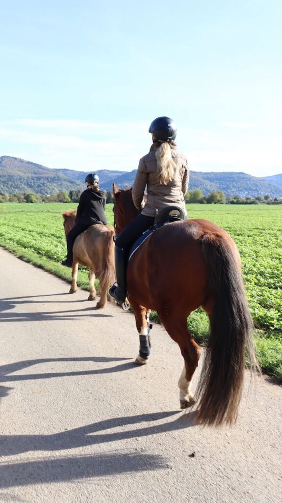 Reitunterricht in der Sonne mit Isländern
