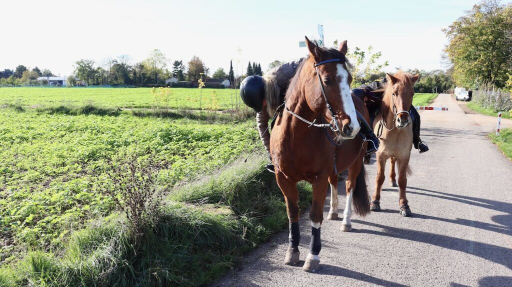 Nachgurten auf dem Pferd