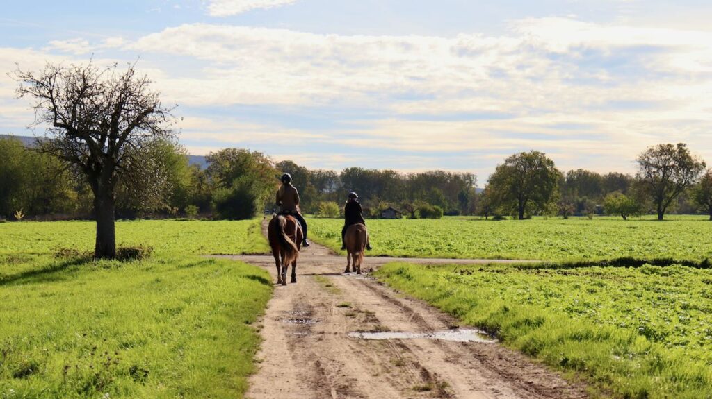 Reitunterricht in Heidelberg auf dem Handschuhsheimer Feld
