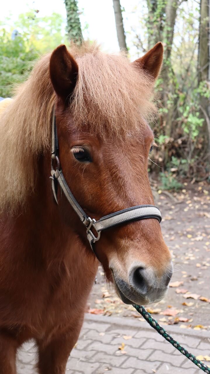 Pony vorbereitet zum Reiten