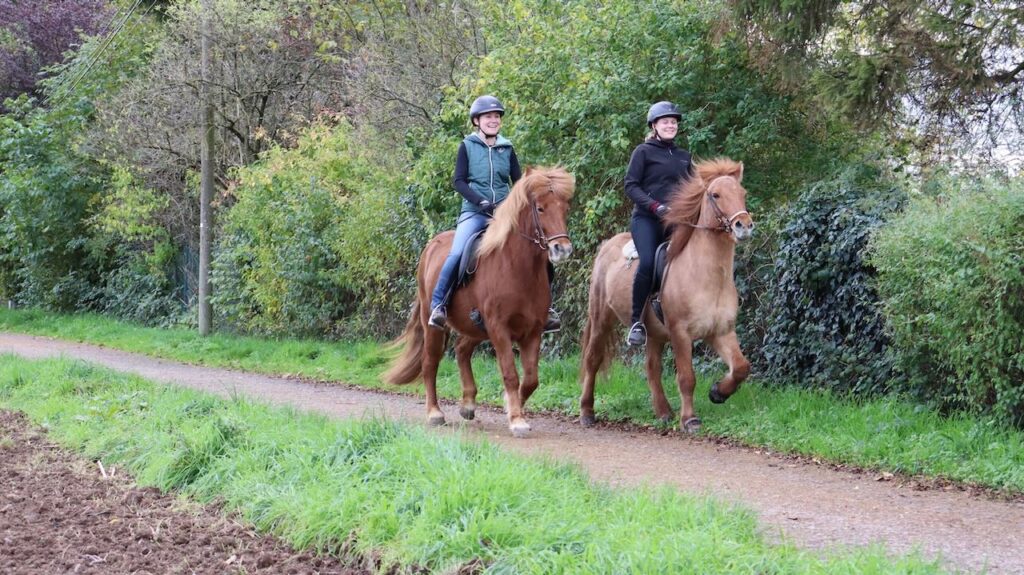 Tölt Reiten in Heidelberg mit Isländern