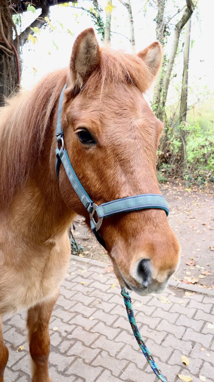 Braunes Pferd auf dem Hof