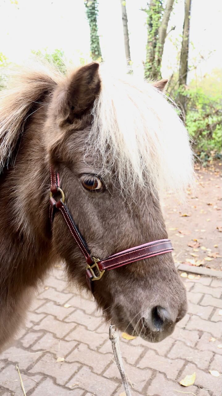 Pony auf dem Reithof in Heidelberg