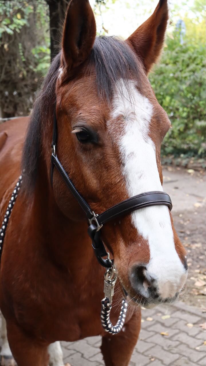 Pferd spitzt Ohren