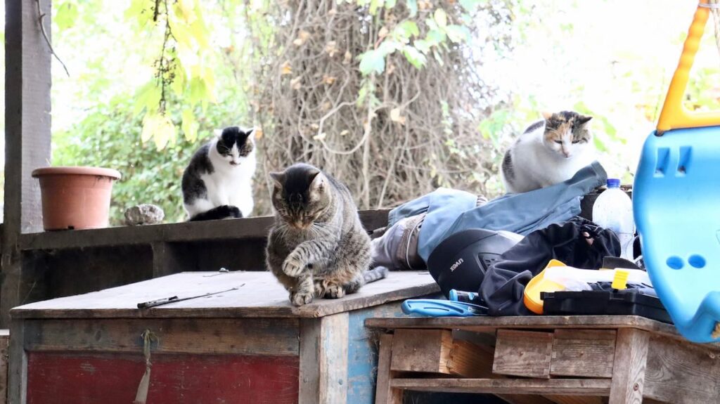 Drei Katzen am Pferdestall