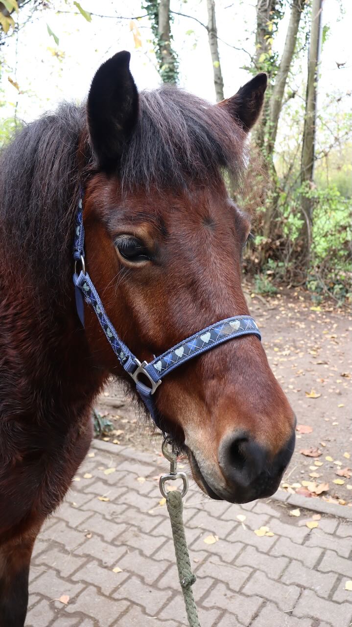 Pony auf dem Reiterhof