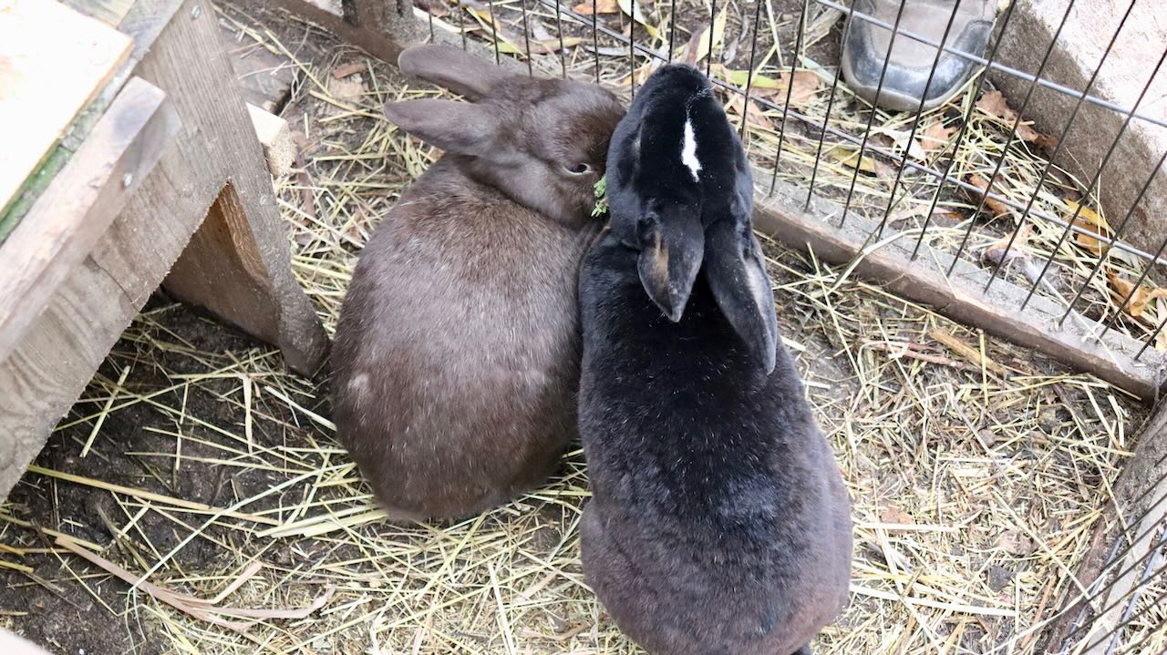 Kaninchen auf dem Pferdehof