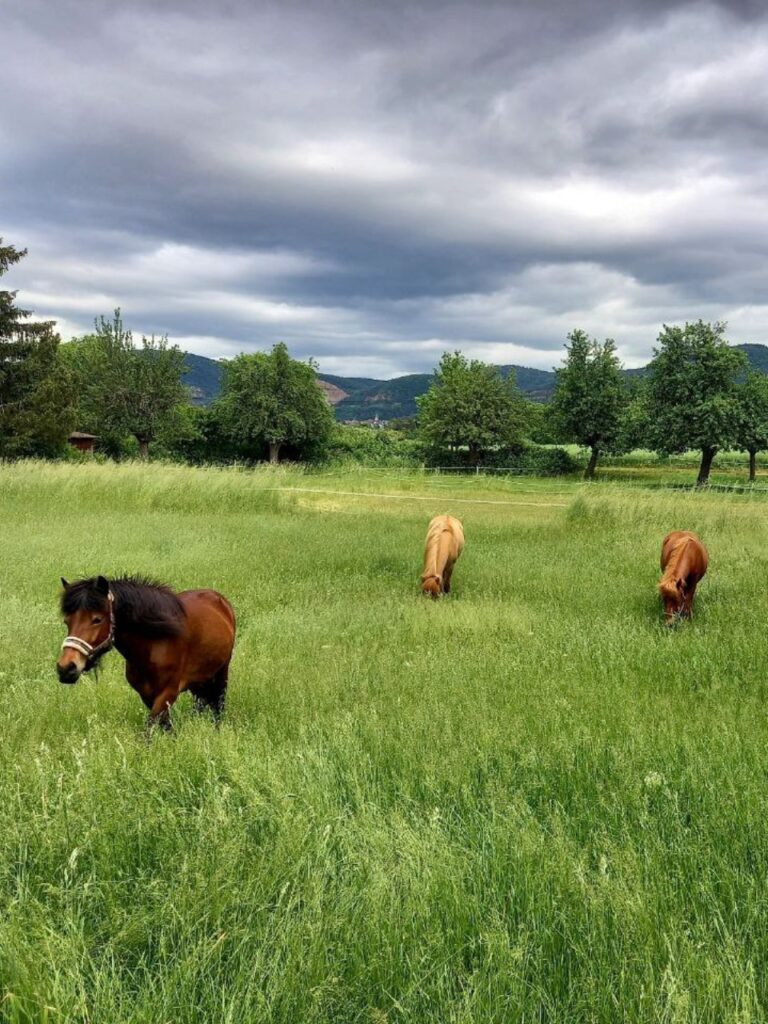 Pferde auf der Koppel