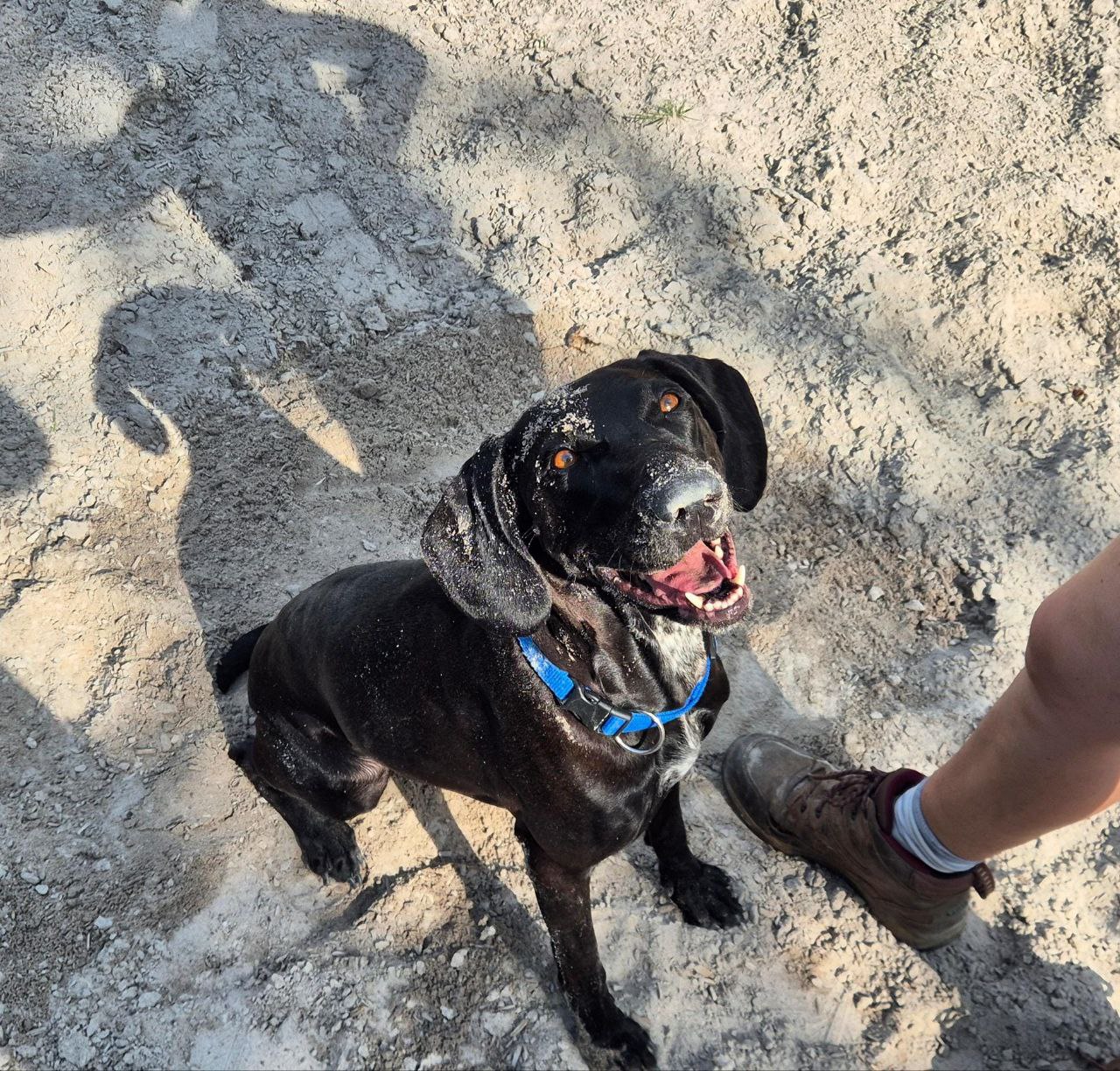Hund sitzt auf Reitplatz