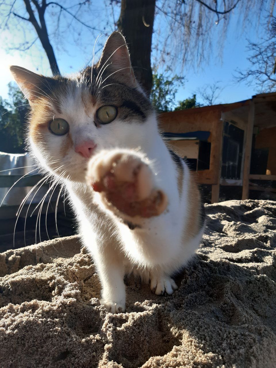Katze auf dem Reitplatz