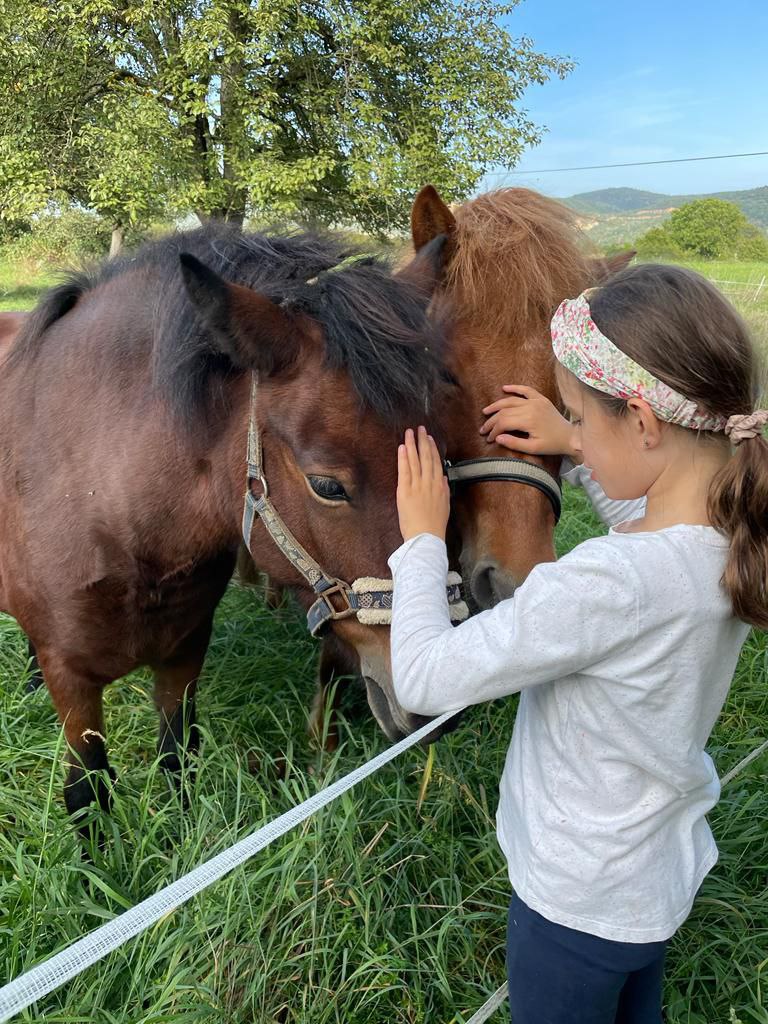 Kind streichelt zwei Ponies
