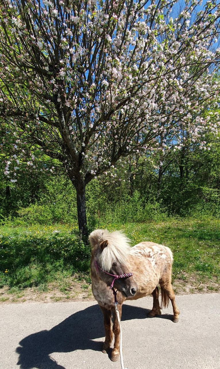 Pony in Heidelberg