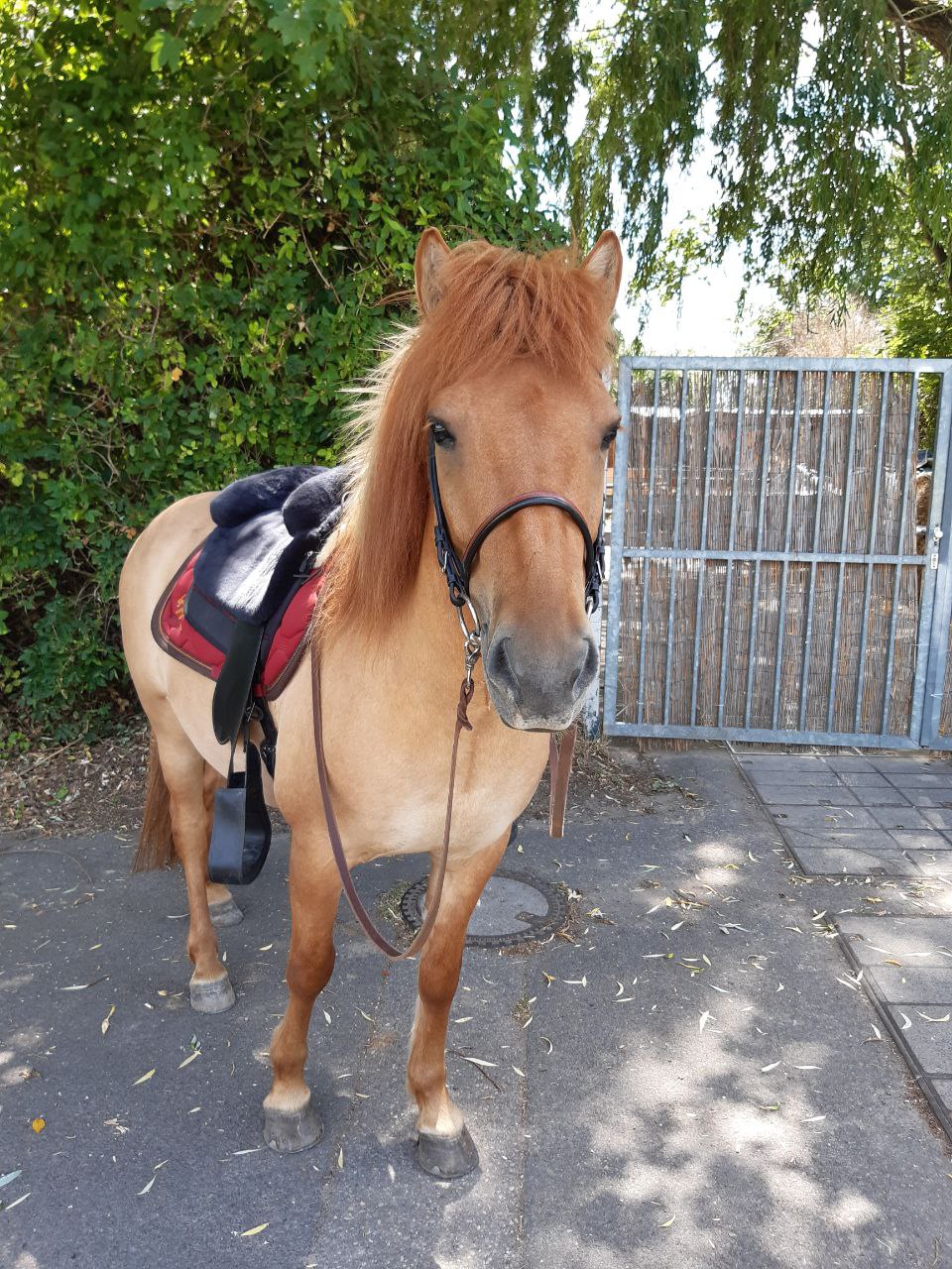 Pferd auf dem Hof