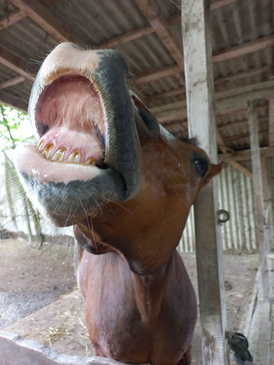 Pferd im Reitstall