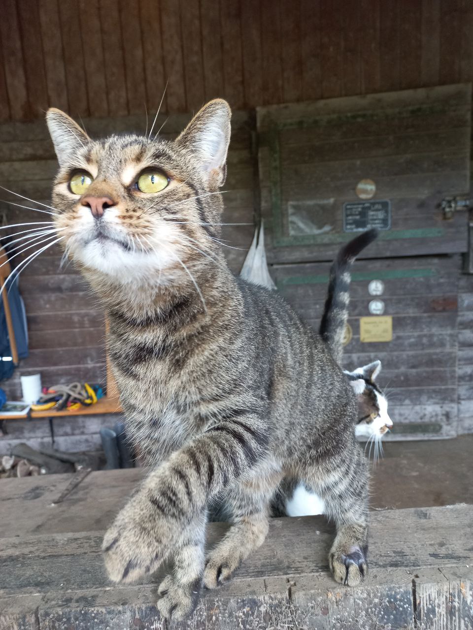 Katze im Pferdestall