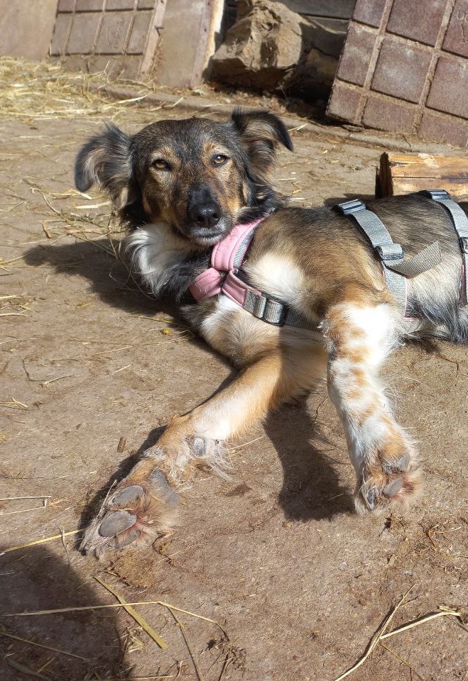 Hund im Pferdestall
