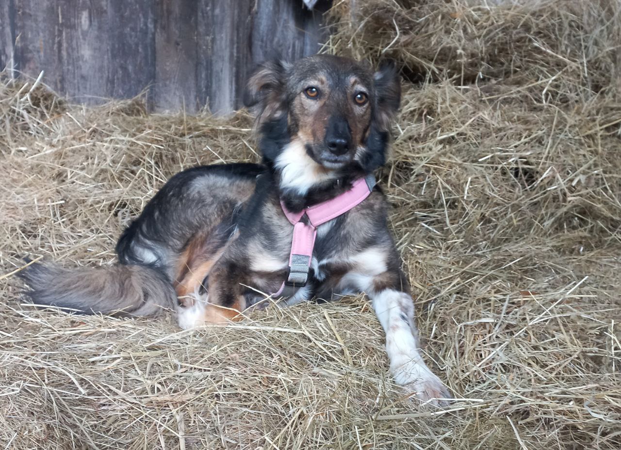Hund auf Heulage
