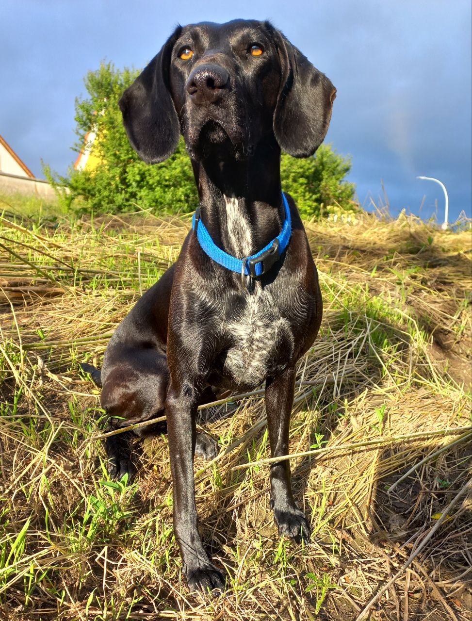 Hund im Gras