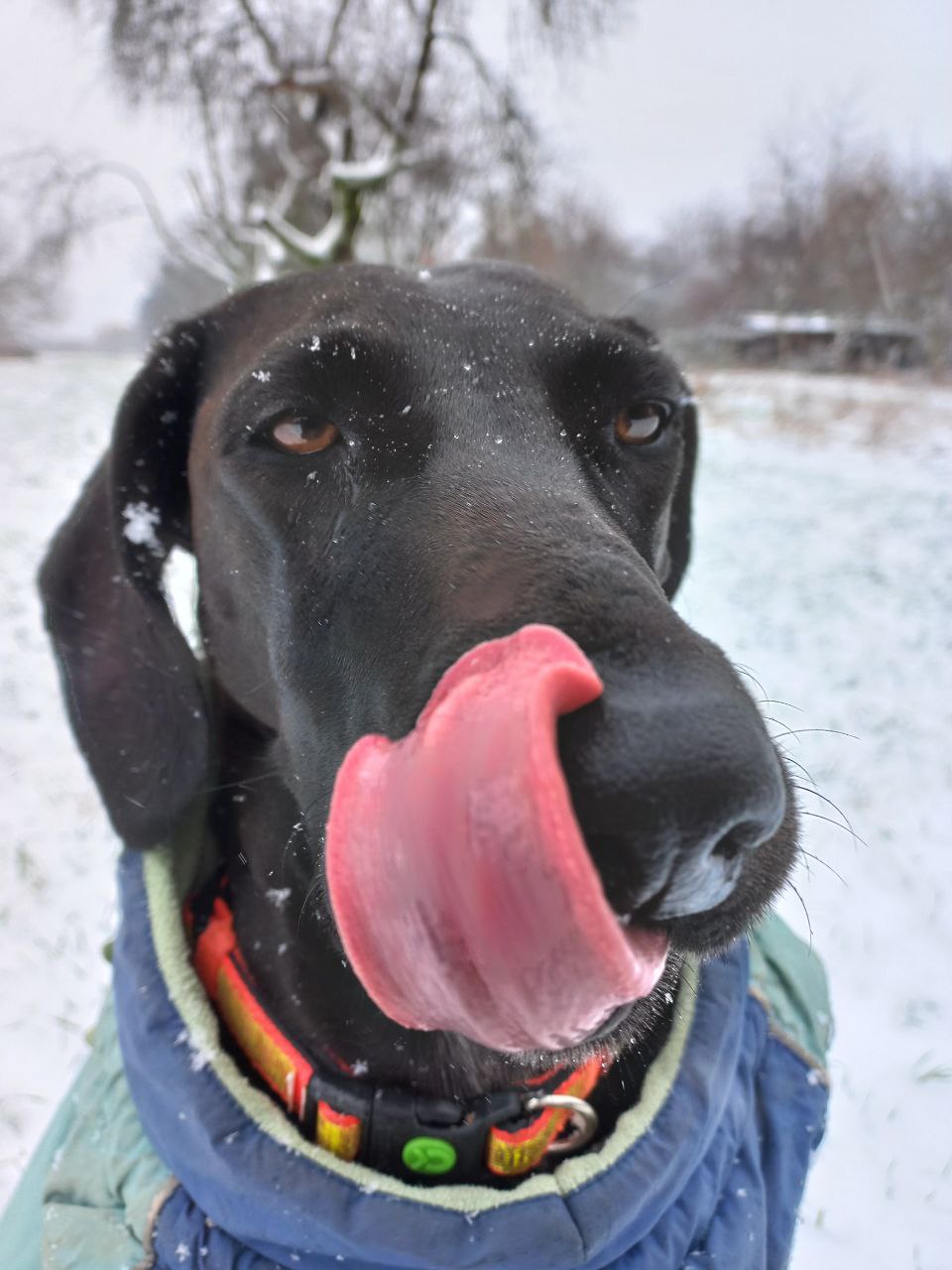 Hund auf der Pferdekoppel