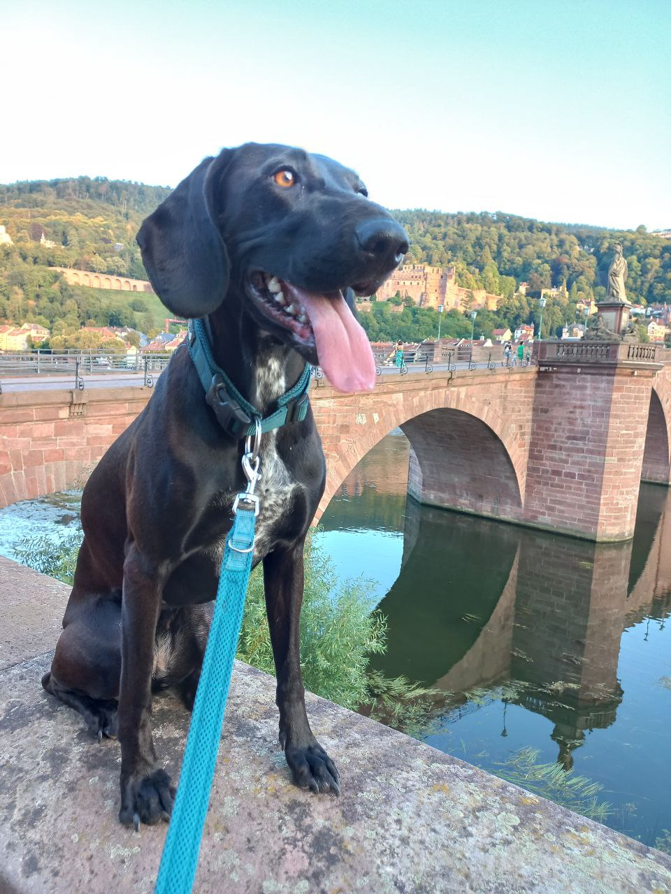 Hundespaziergang