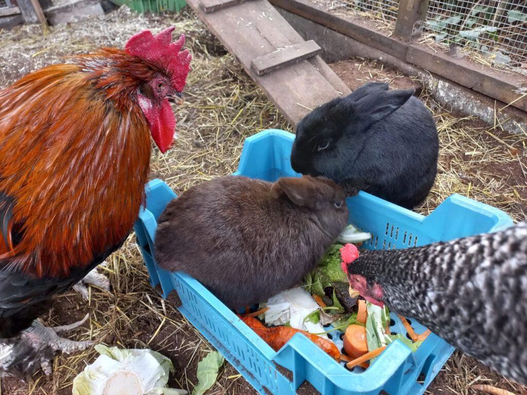 Hühner und Kaninchen auf Reitanlage