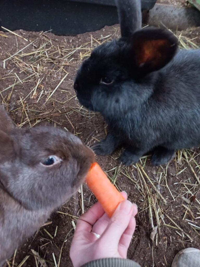 Kaninchen frisst Karotte