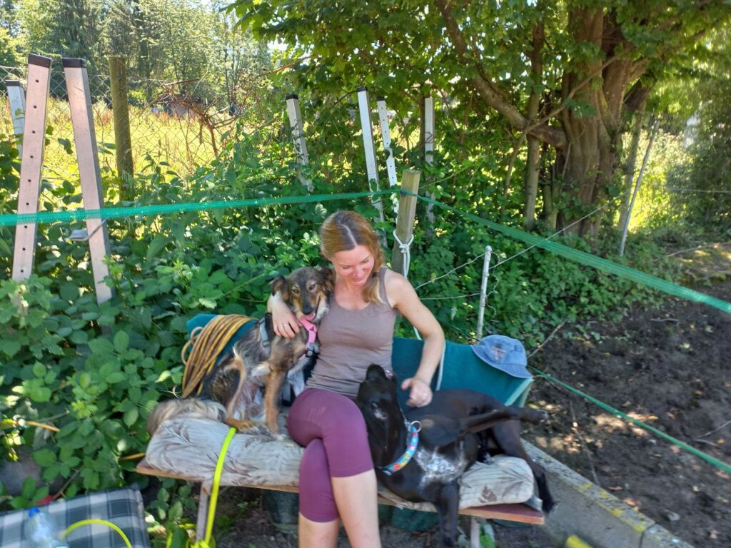 zwei Hunde werden getreichelt