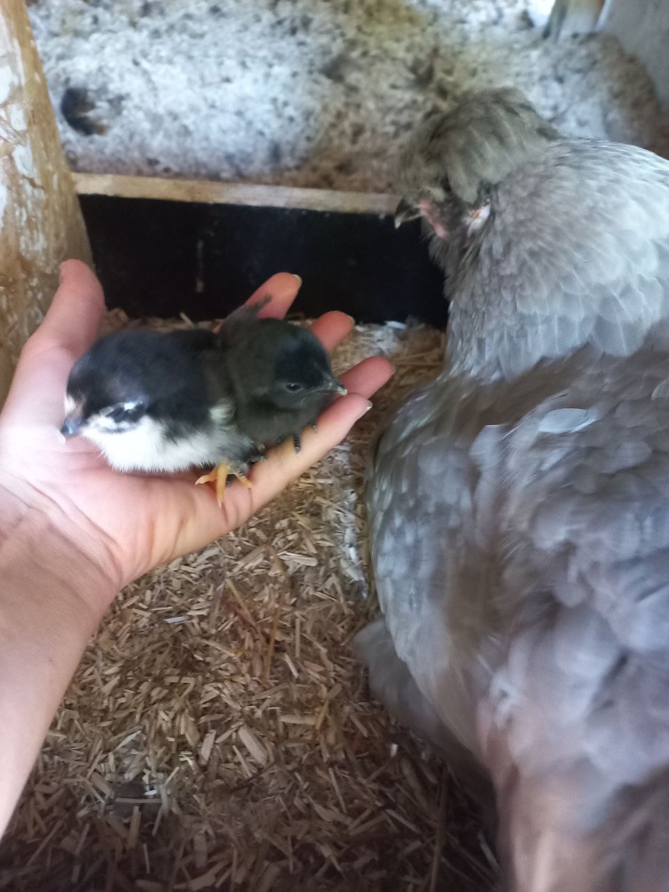 Küken in der Hand
