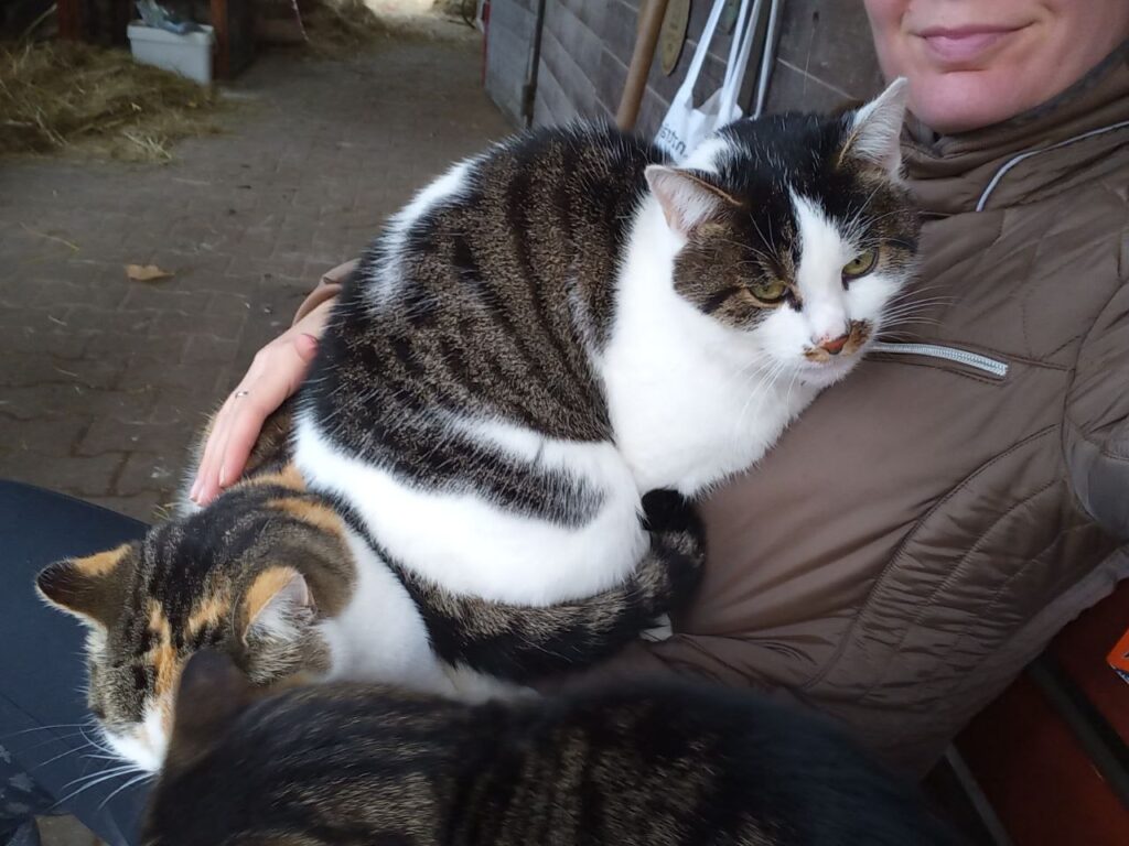 Katzen auf dem Ponyhof