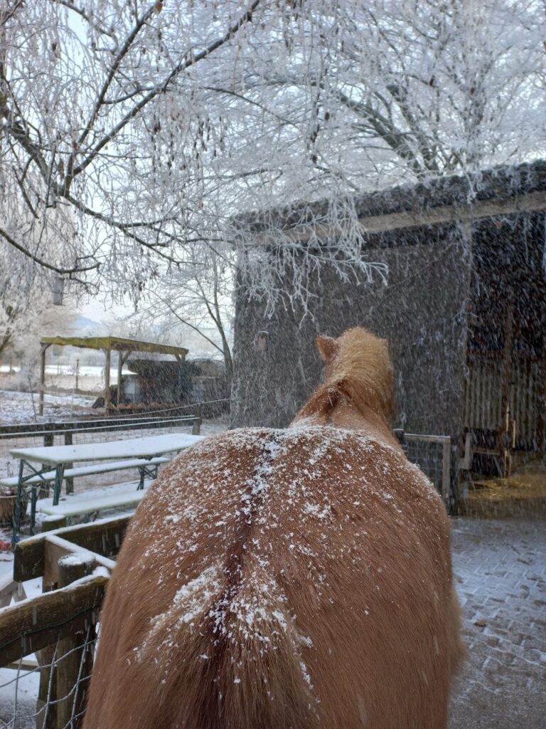 Pferd im Reitstall