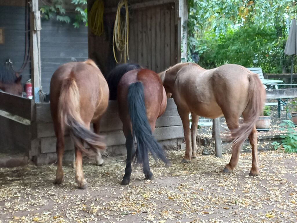 Pferde fressen am Reitstall