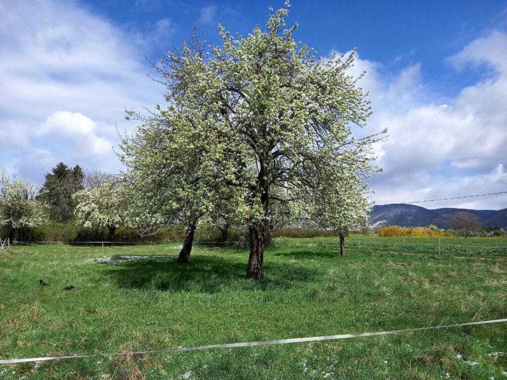 Baum auf der Pferdekoppel