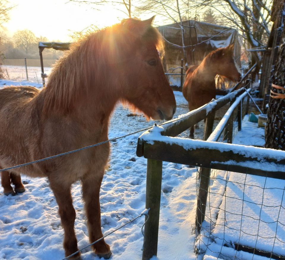 Pferde im Winter auf dem Hof